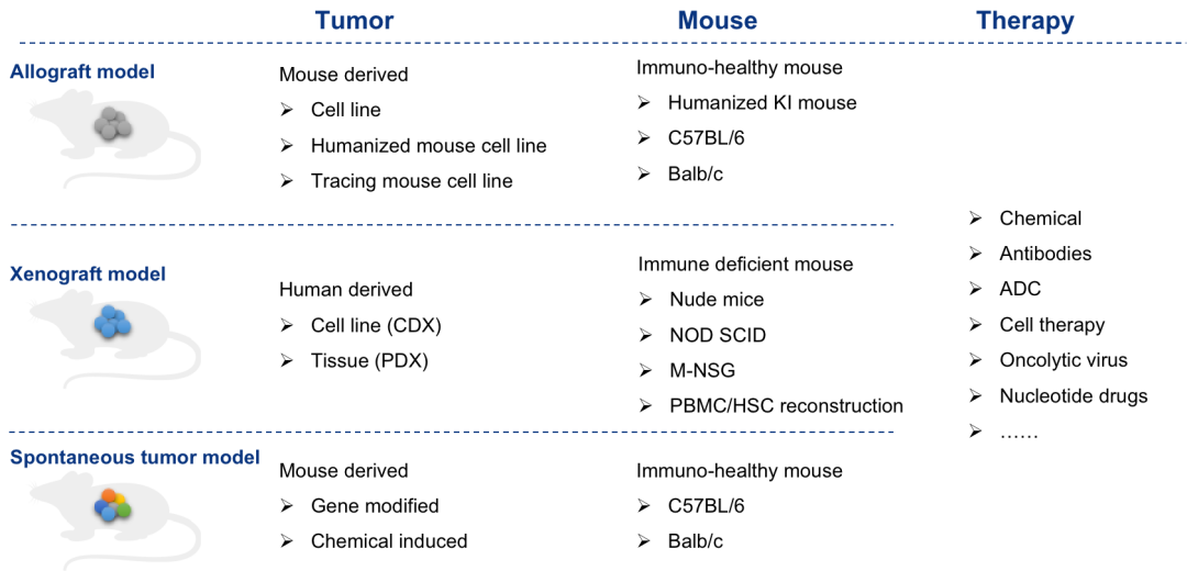 南模生物肿瘤药效平台 为您提供完美的临床前解决方案