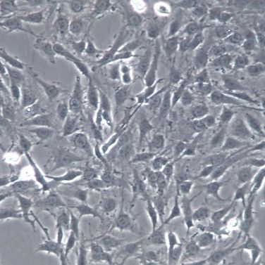 【C6】C6细胞/C6细胞/C6大鼠脑胶质瘤细胞