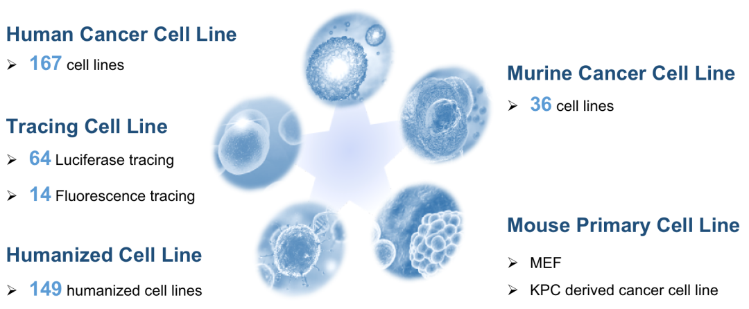 南模生物肿瘤药效平台 为您提供完美的临床前解决方案
