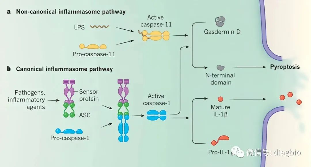 肿瘤免疫——细胞焦亡