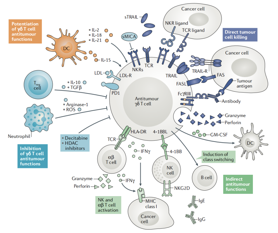 Big Panel Theory系列之—28色γδT高维分析方案再现scRNA-Seq分群效果