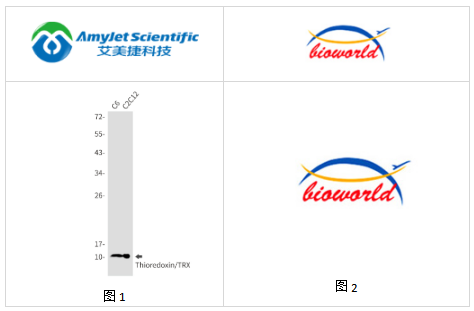 艾美捷Bioworld 硫氧还蛋白单克隆抗体解决方案