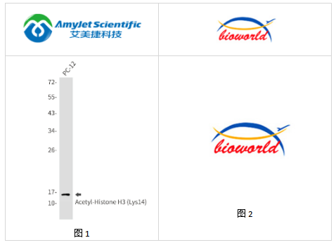 艾美捷Bioworld 乙酰组蛋白H3（Lys14）单克隆抗体方案