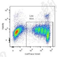 细胞周期、凋亡检测/增殖实验/细胞分析、细胞鉴定/NK细胞检测/类器官培养/模型构建/类器官