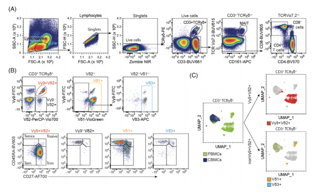 Big Panel Theory系列之—28色γδT高维分析方案再现scRNA-Seq分群效果