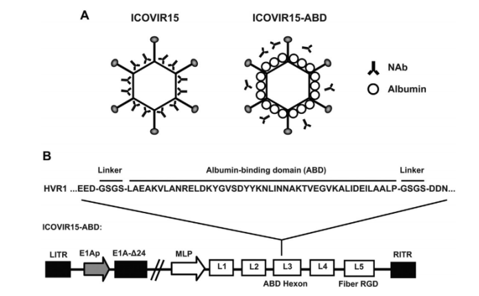 基因治疗载体新辅助——植物源重组人血清白蛋白