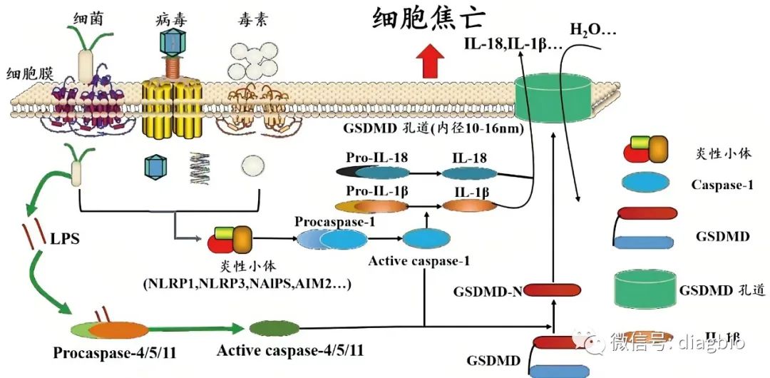 肿瘤免疫——细胞焦亡