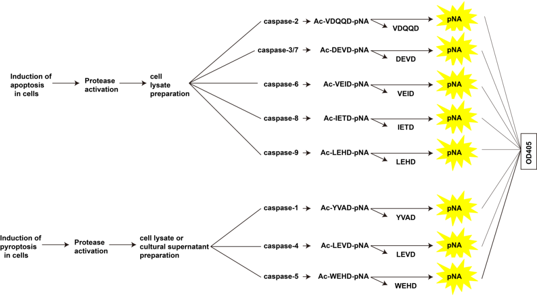 Elabscience_Caspases酶活性检测常见问题分析及解决方案