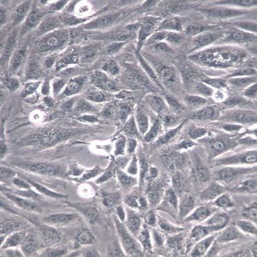 H9c2(2-1)大鼠胚胎心肌细胞
