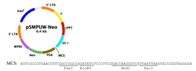 文献参考！艾美捷pSMPUW-Neo慢病毒表达载体方案