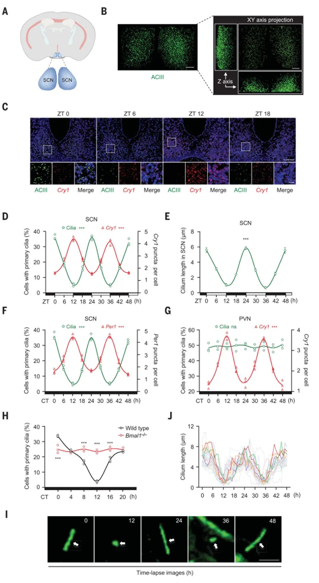Science (IF=63.7) |科学家揭示“有形”生物钟及其节律调控机制