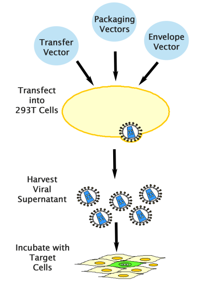 艾美捷ViraSafe 慢病毒包装质粒系统——更安全的包装方法