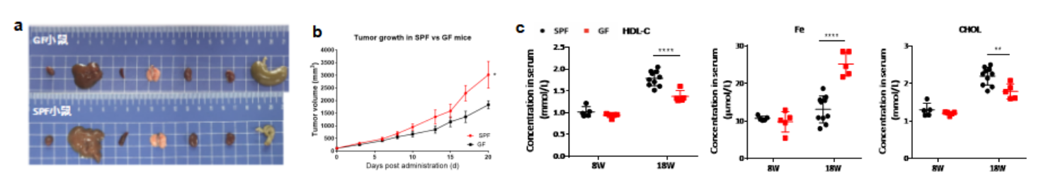 春花秋月何时了，无菌小鼠知多少