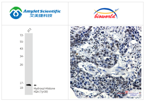 Bioworld羟基组蛋白 H2A （Tyr39） 单克隆抗体解决方案