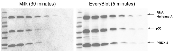 WB「肝」太久的进！这些实验黑话你听得懂吗
