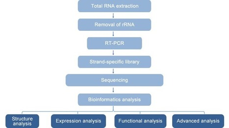 原核生物转录组测序
