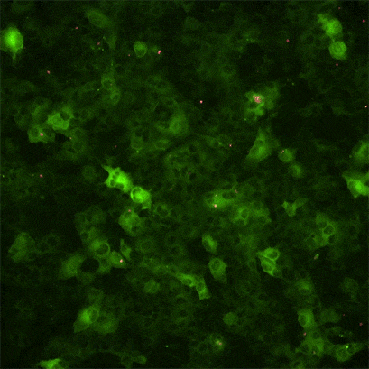如何使用钙成像研究细胞信号转导
