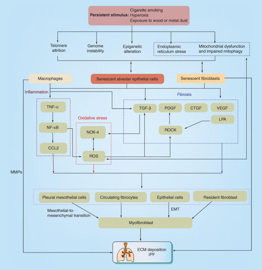 探索肺的奥秘：特发性肺纤维化小鼠模型来助力