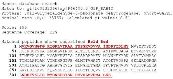 生物制药N/C端测序