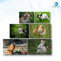 中大型动物模型