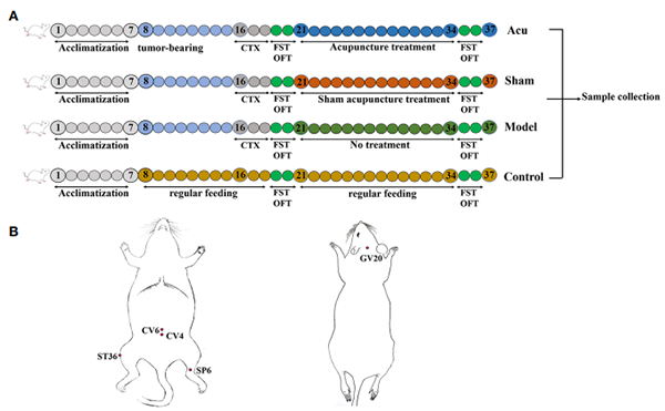 非靶代谢组学+肠道菌群测序：改善乳腺癌相关性疲劳——针灸！
