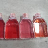 大鼠视网膜muller细胞永生化/免疫荧光鉴定