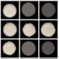 酵母单杂交点对点