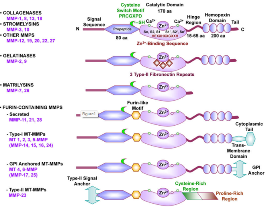 基质金属蛋白酶——多个领域“秀肌肉”
