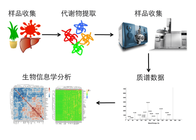 靶向代谢组学分析策略