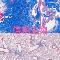 Masson三色染色代测