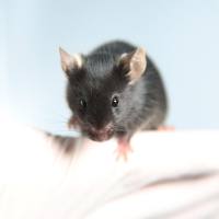 心脑血管疾病模型