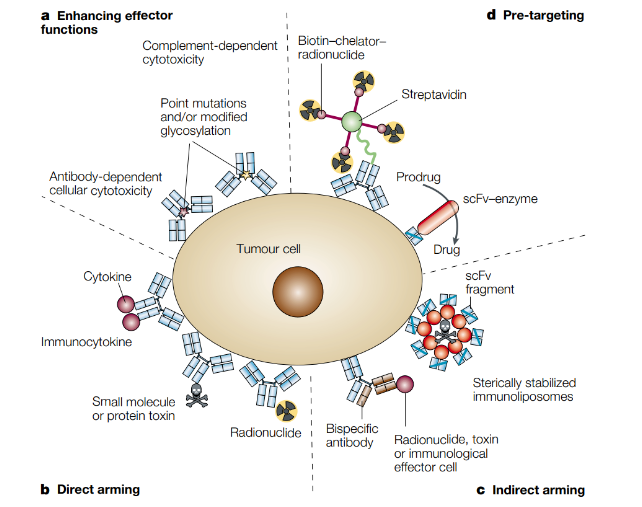如何快速完成抗体亲和力改造，加速药物研发进展？