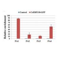 染色质免疫共沉淀