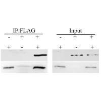 免疫共沉淀（Co-IP）