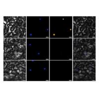双分子荧光互补