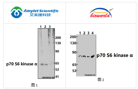 艾美捷Bioworld p70 S6激酶α(T229)多克隆抗体方案 艾美捷Bioworld p70 S6激酶α(T229)多克隆抗体方案