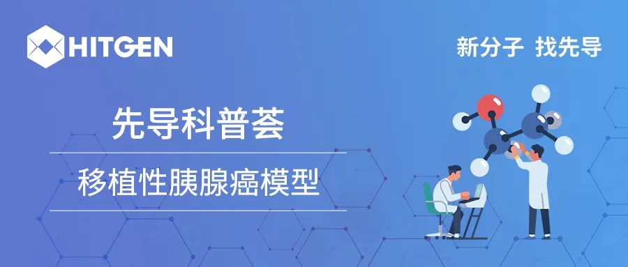 移植性胰腺癌模型