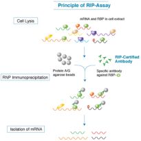 RNA结合蛋白免疫共沉淀（RIP）检测