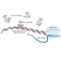 酵母双杂交文库构建（核体系或膜体系）