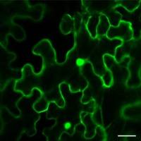 烟草亚细胞定位