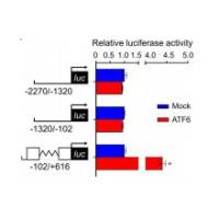双荧光素酶报告基因