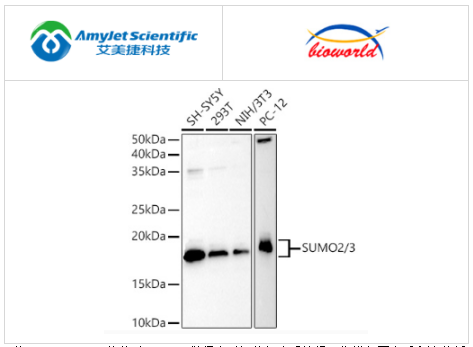 艾美捷Bioworld SUMO2 多克隆抗体解决方案 艾美捷Bioworld SUMO2 多克隆抗体解决方案