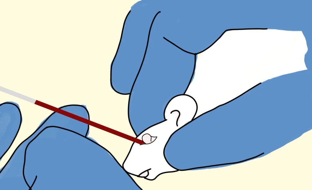 「一针见血」全靠这篇大小鼠采血秘籍