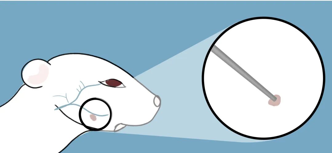 「一针见血」全靠这篇大小鼠采血秘籍