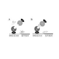 酵母三杂交文库构建
