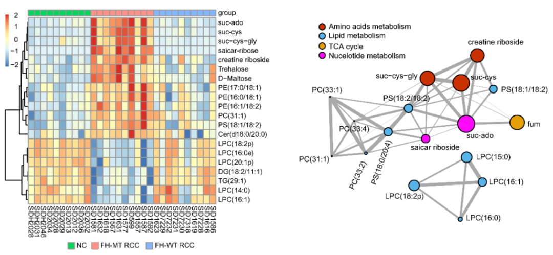 JCI 郑亮团队发现遗传性平滑肌瘤病和肾细胞癌综合征新型诊断和代谢机制