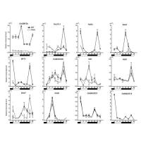 实时荧光定量PCR
