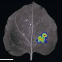 荧光素酶互补（LCl）