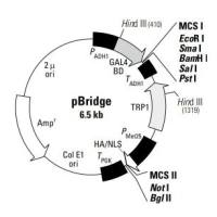 酵母三杂交文库筛选