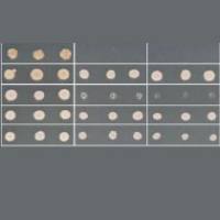 酵母单杂交文库筛选